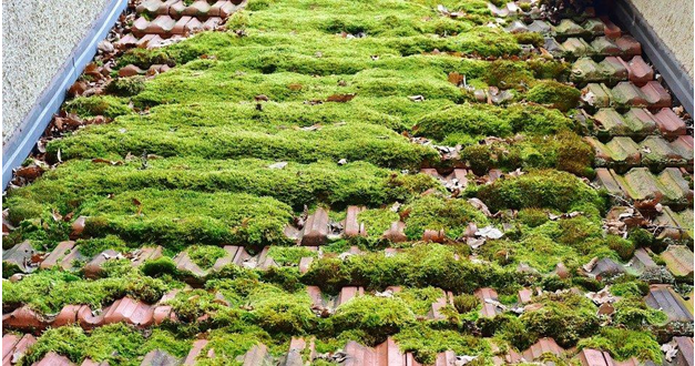 Clean Moss from Your Roof